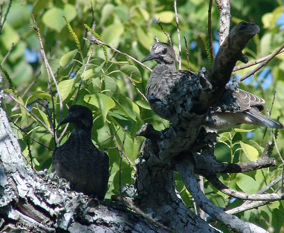 mourning dove fledglings