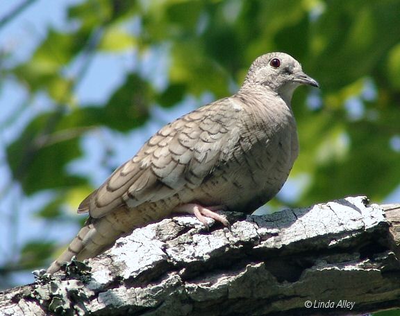 inca dove