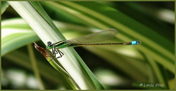 ramburs forktail