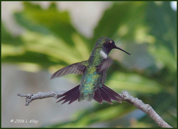 ruby-throated male