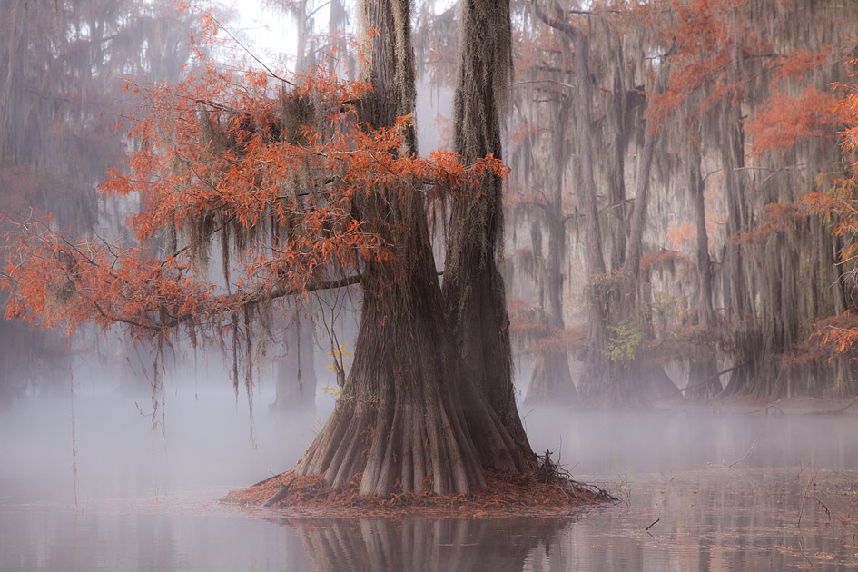 Cypress Bayou