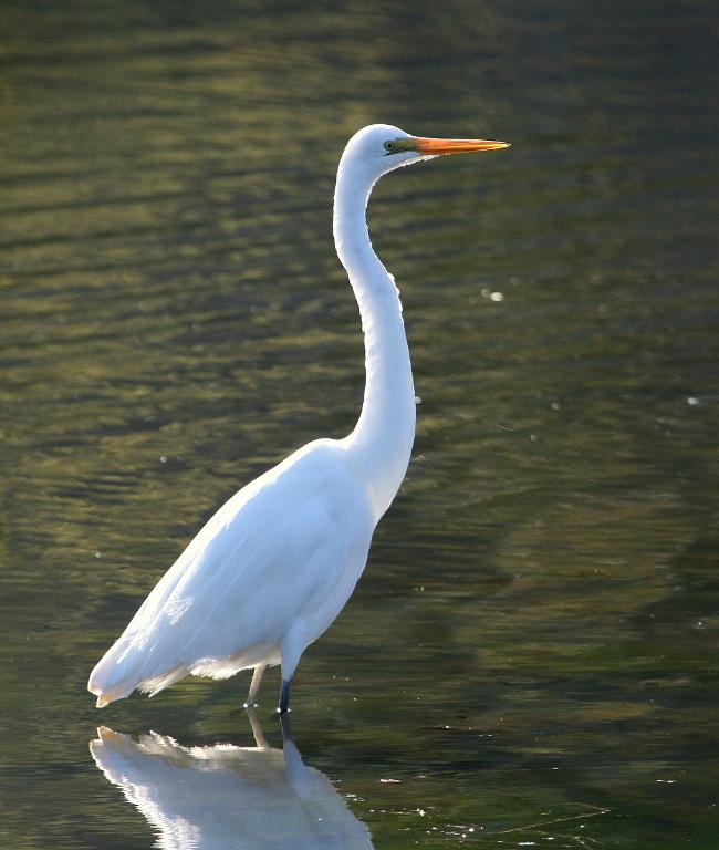 Great Egret
