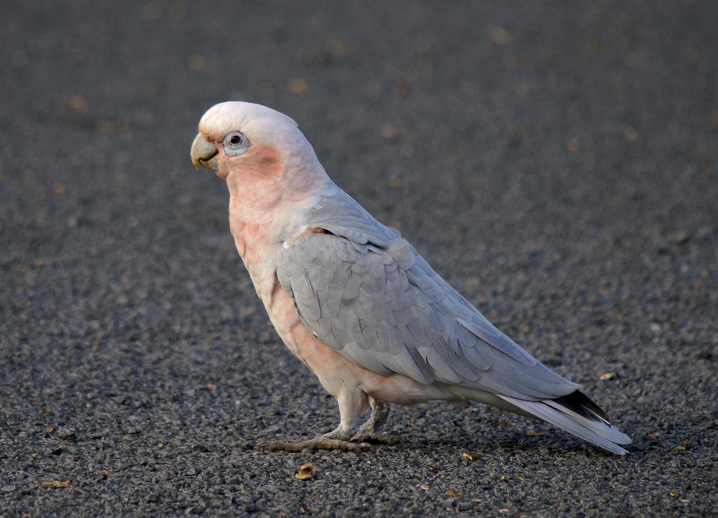 Galah X Little Corella