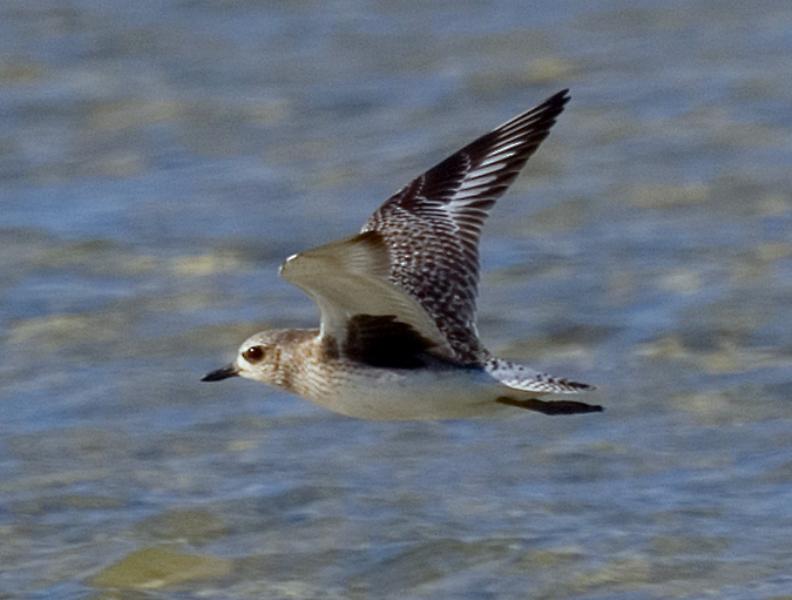 Grey Plover