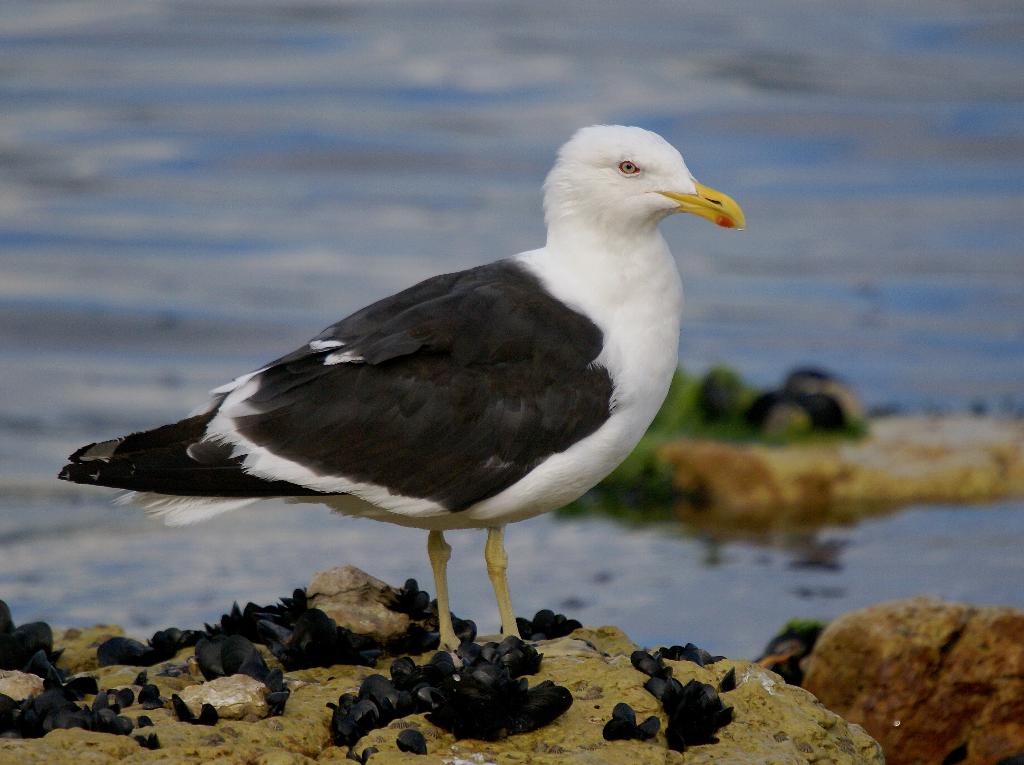Kelp Gull