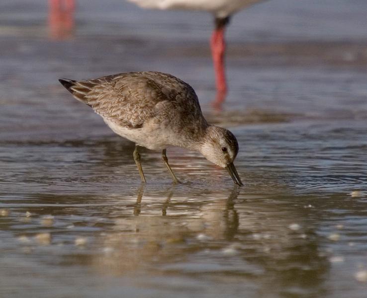 Red Knot