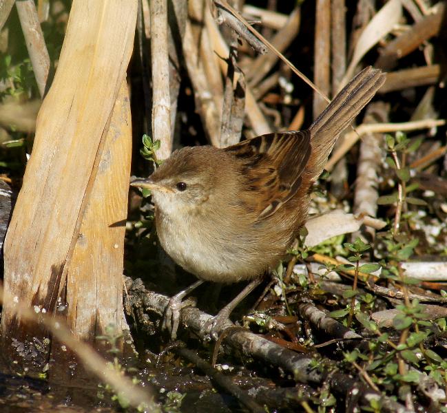 Little Grassbird