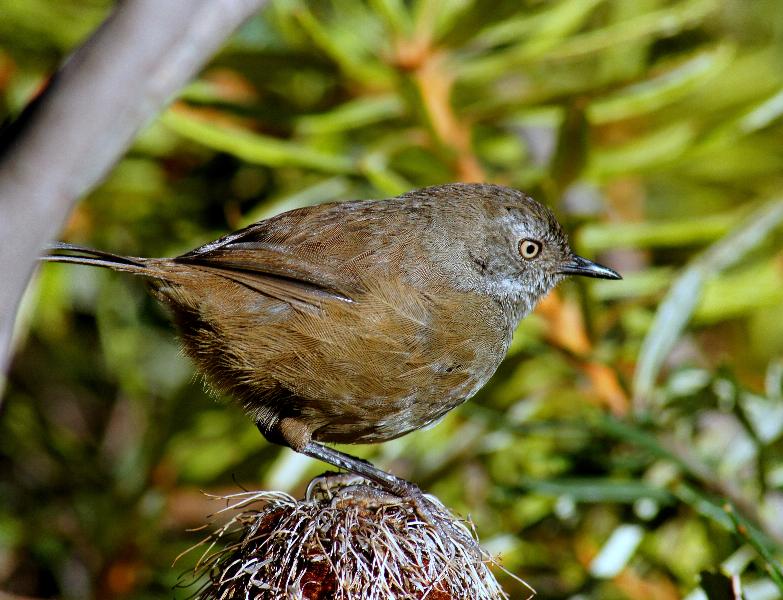 Tasmanian Scrubwren