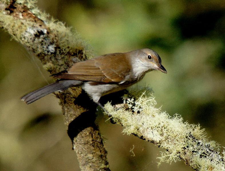 Grey Shrike-thrush