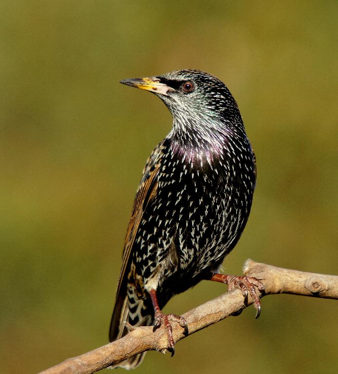 Common Starling
