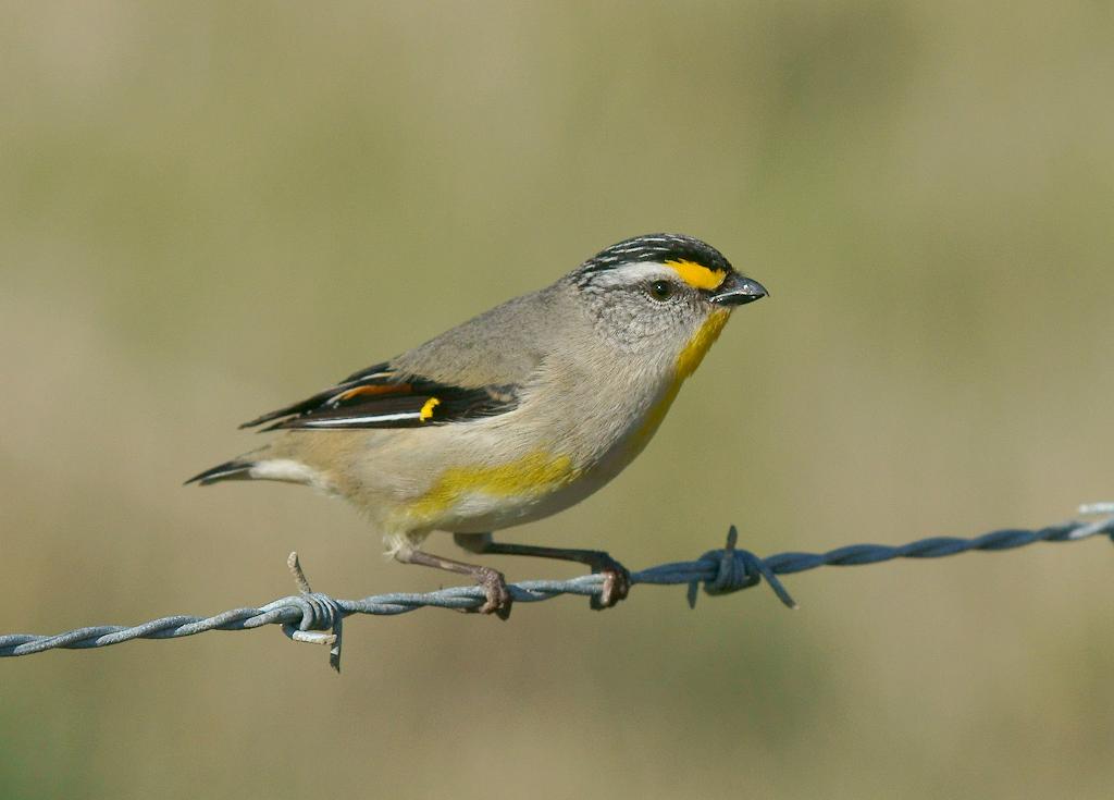 Striated Pardalote