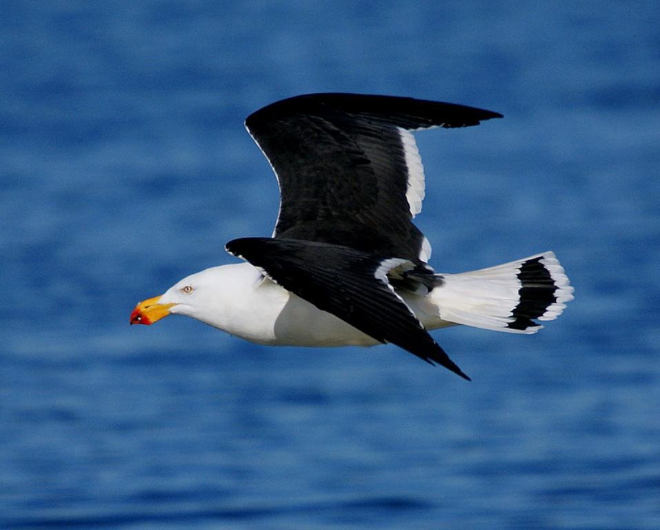 Pacific Gull (ad.)