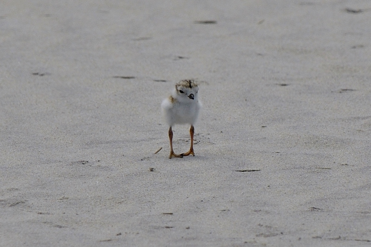 Piping Plover chick 6-3-09