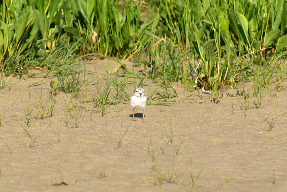 Piping Plover chick 6-15-10