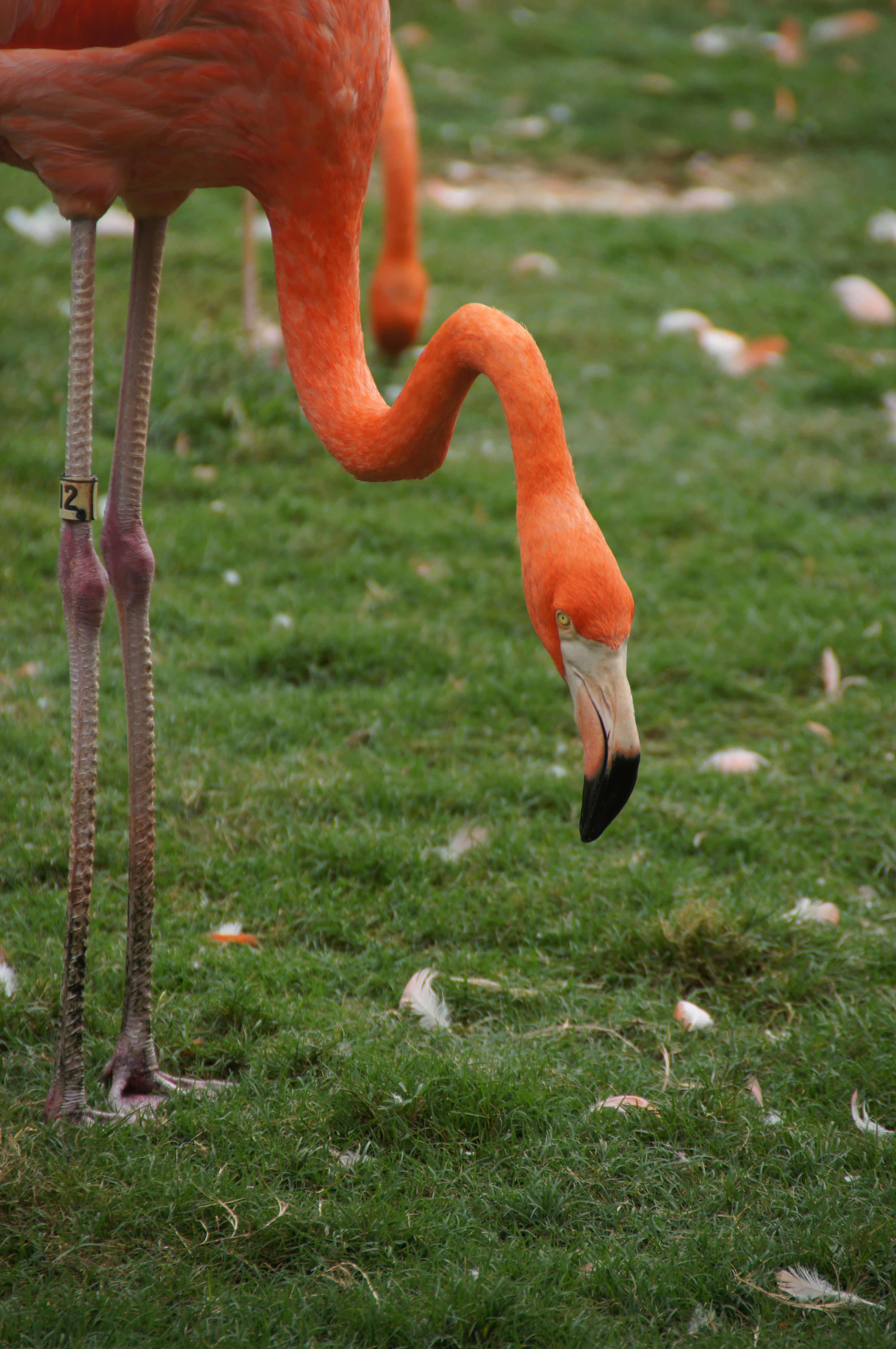 Busch Gardens