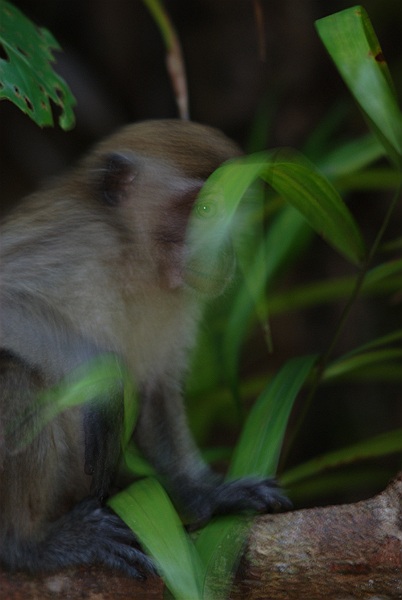 Long Tailed Macaque