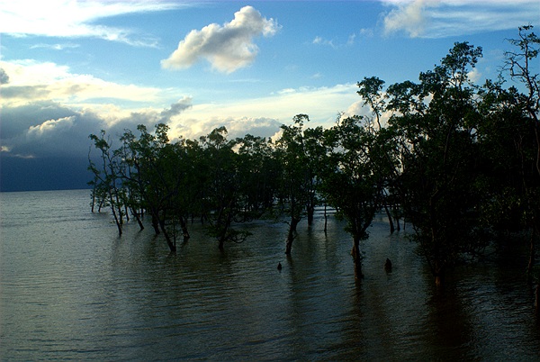 Mangrove High Tide