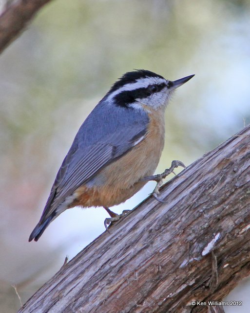 Red-breasted Nuthatch, Tenkiller State Park, OK, 11-13-12, Ja_432.jpg