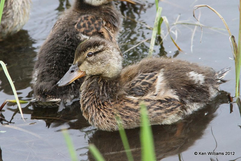 Mallard duckling Anchorage AK 7-7-12 Ja_14647.jpg