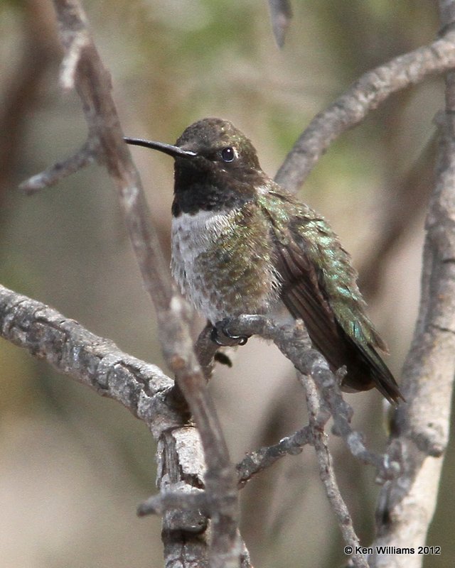 Black-chinned Hummingbird, Davis Mts SP, TX, 4-16-12, Ja_5562.jpg