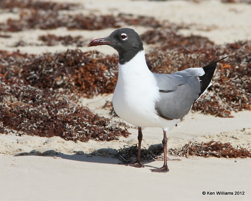 Laughing Gull breeding plumage, Boco Chica beach, TX, 4-26-12, Ja_10877.jpg