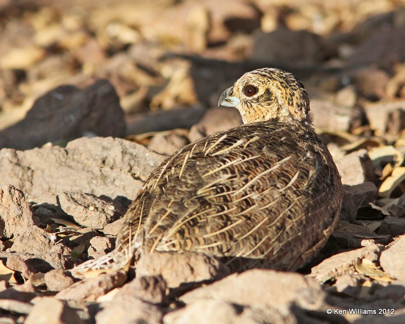 Montezuma Quail female, Davis Mts SP, TX, 4-16-12, Ja2_6028.jpg