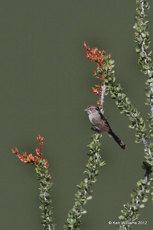 Rufous-crowned Sparrow on Octillio, NW. of Del Rio, TX, 4-21-12, Ja4_7887.jpg