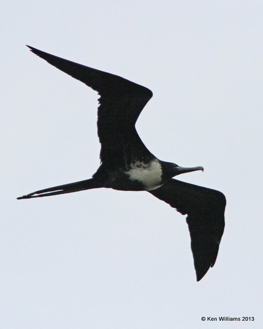 Magnificent Frigatebird female, High Island, TX, 4-17-13, Ja_30088.jpg