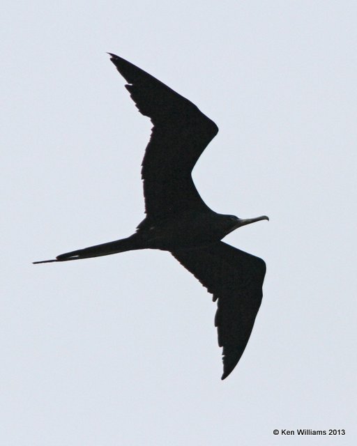 Magnificent Frigatebird male, High Island, TX, 4-17-13, Ja_30083.jpg