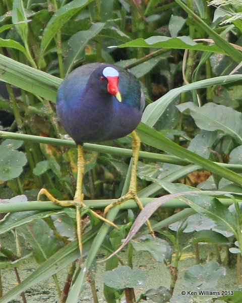 Purple Gallinule - adult breeding plumage, High Island, TX, 4-17-13, Jas2_29401.jpg