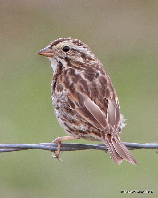 Savannah Sparrow, Anahuac National Wildlife Refuge, TX, 4-16-13, Ja_29055.jpg
