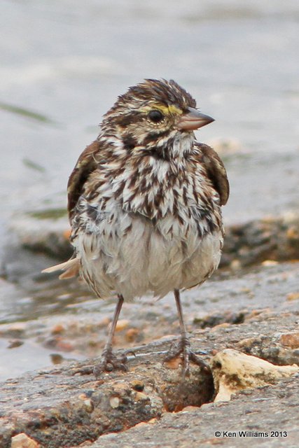 Savannah Sparrow, Anahuac National Wildlife Refuge, TX, 4-16-13, Ja_29089.jpg