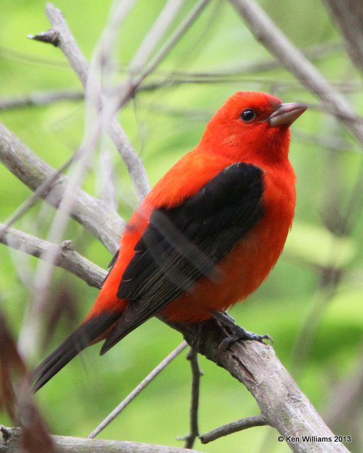 Scarlet Tanager male, High Island, TX, 4-17-13, Ja_29844.jpg