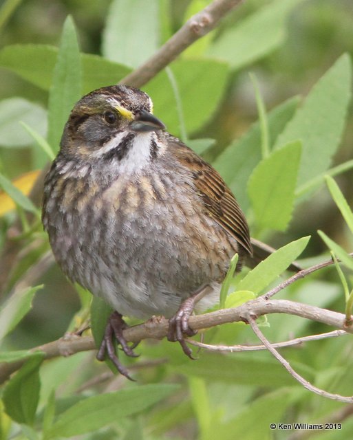 Seaside Sparrow, Anahuac National Wildlife Refuge, TX, 4-16-13, Ja_29163.jpg