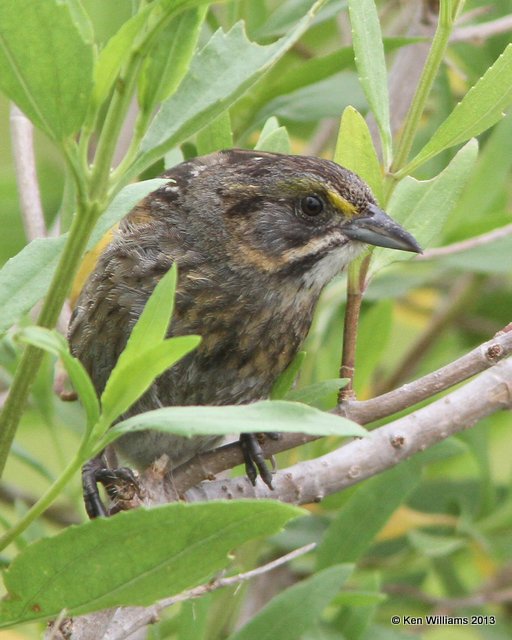 Seaside Sparrow, Anahuac National Wildlife Refuge, TX, 4-16-13, Ja_29192.jpg