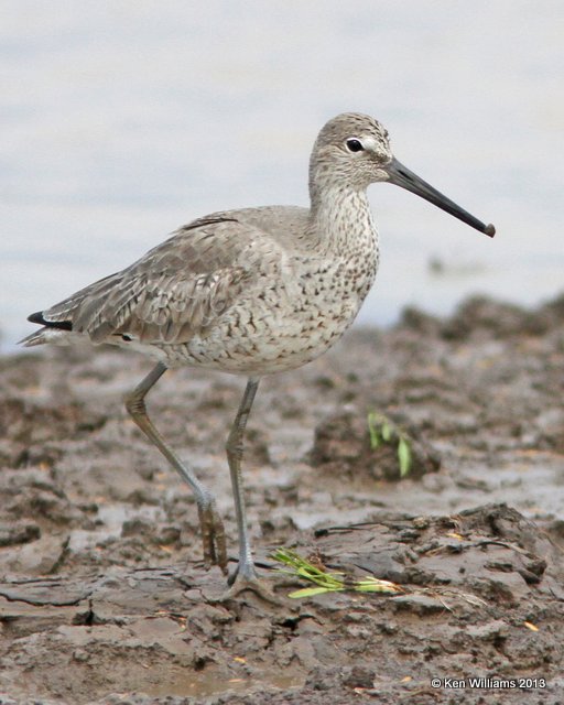 Willet, western subspecies molting into breeding plumage, , 13 miles N. Winnie, TX, 4-15-13, Ja_024.jpg