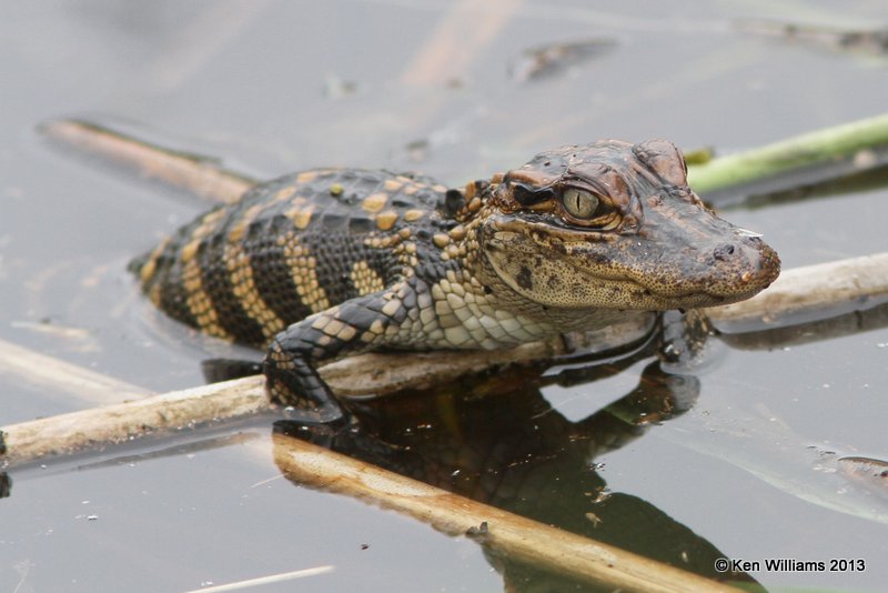 American Alligator baby, Anahuac National Wildlife Refuge, TX, 4-16-13, Ja_29041.jpg