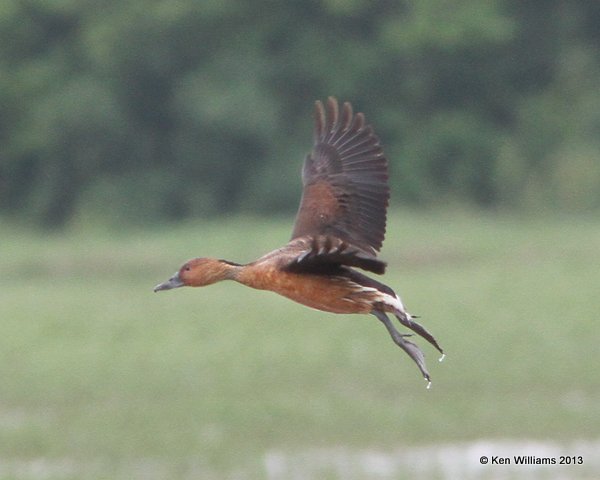 Fulvous Whistling Duck, Anahuac National Wildlife Refuge, TX, 4-16-13, Jas_28975.jpg