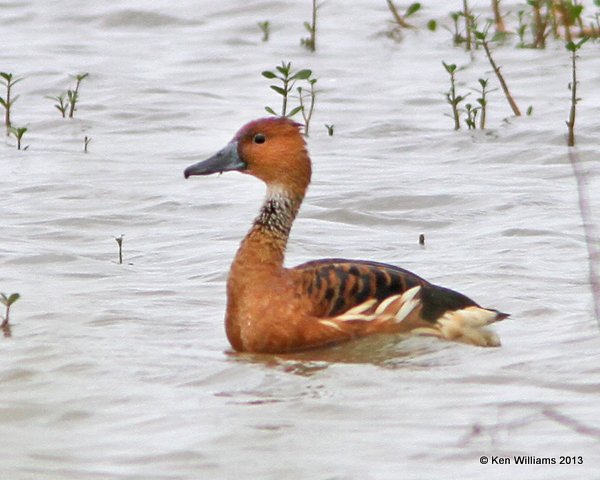 Fulvous Whistling Duck, Anahuac National Wildlife Refuge, TX, 4-16-13, Jas_28981.jpg