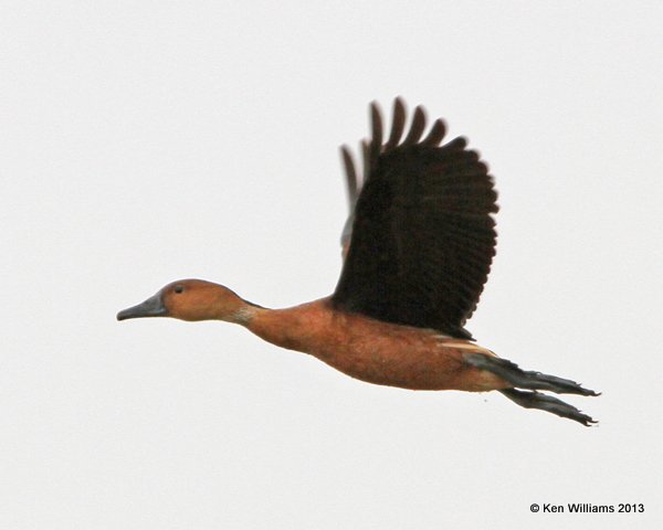 Fulvous Whistling Duck, Anahuac National Wildlife Refuge, TX, 4-16-13, Jas_28983.jpg