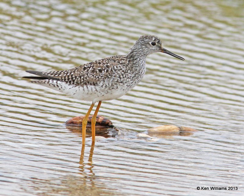 Lesser Yellowlegs, Adult molting into breeding plumage, High Island, TX, 4-17-13, Ja_29541.jpg