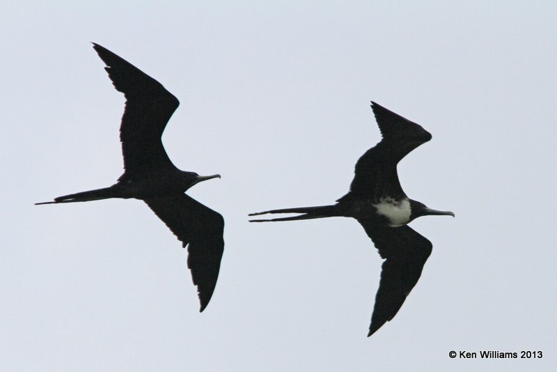 Magnificent Frigatebird - male left & female right, High Island, TX, 4-17-13, Ja_30080.jpg