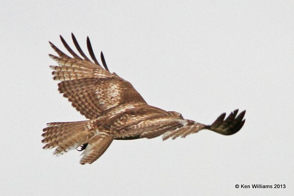 Red-tailed Hawk - Fuertes's juvenile, Anahuac National Wildlife Refuge, TX, 4-16-13, Jas2_29225.jpg