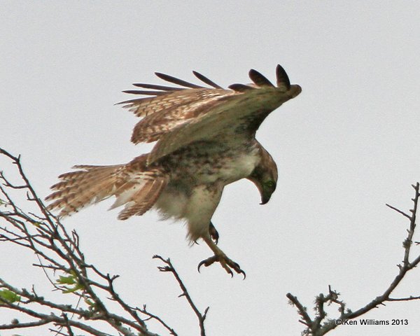 Red-tailed Hawk - Fuertes's juvenile, Anahuac National Wildlife Refuge, TX, 4-16-13, Jas2_29228.jpg