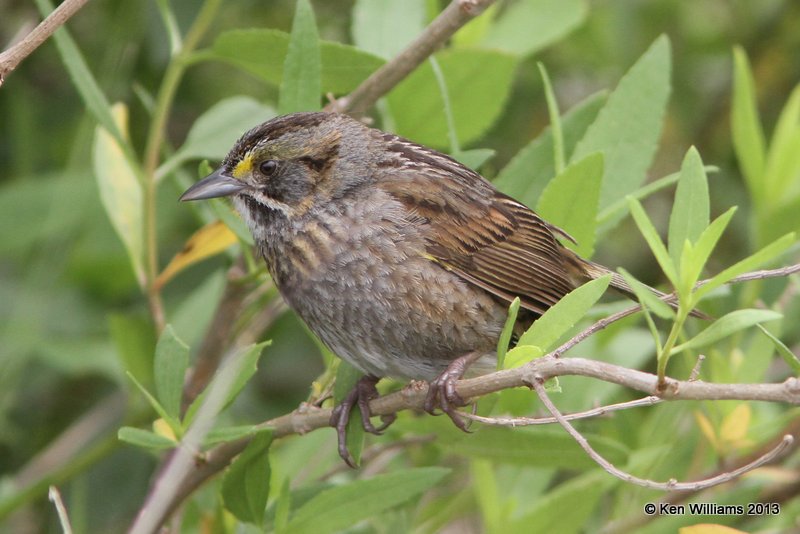 Seaside Sparrow, Anahuac National Wildlife Refuge, TX, 4-16-13, Ja_29177.jpg