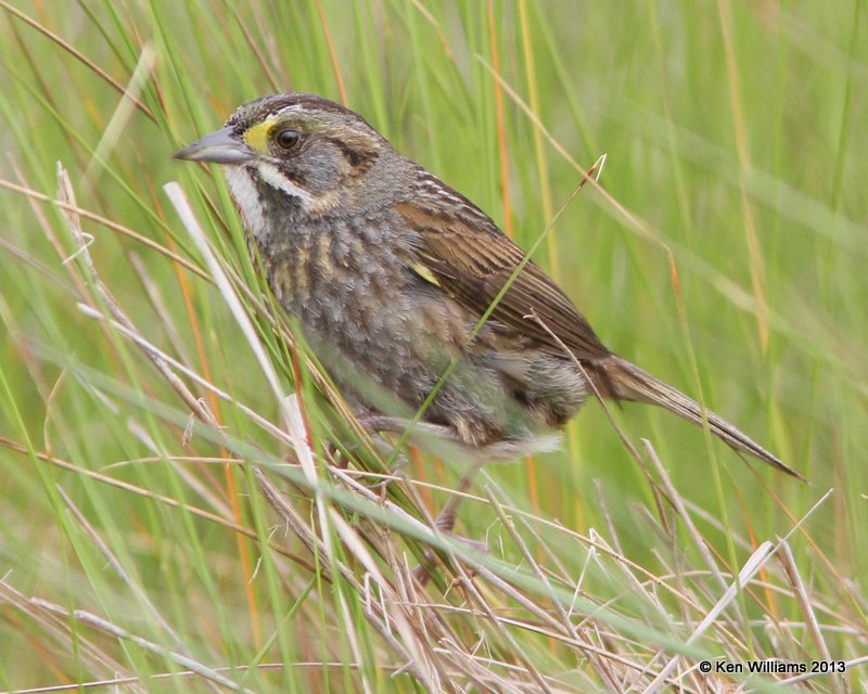 Seaside Sparrow, Anahuac National Wildlife Refuge, TX, 4-16-13, Ja_29196.jpg