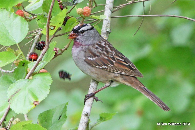 White-crowned Sparrow adult, High Island, TX, 4-17-13, Ja_29437.jpg