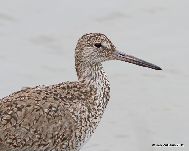 Willet, Eastern supspecies breeding plumage, Anahuac National Wildlife Refuge, TX, 4-16-13, Ja_29084.jpg
