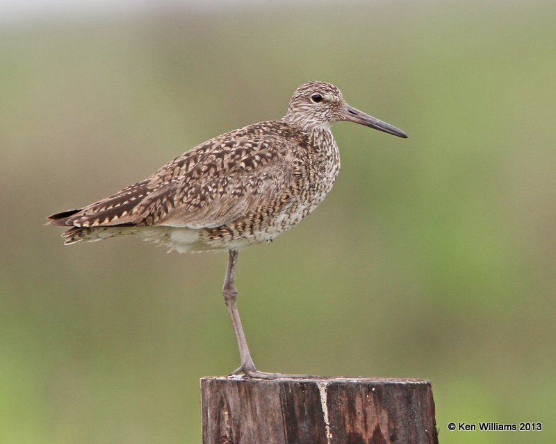 Willet, Eastern supspecies breeding plumage Anahuac National Wildlife Refuge, TX, 4-16-13, Ja_29128.jpg