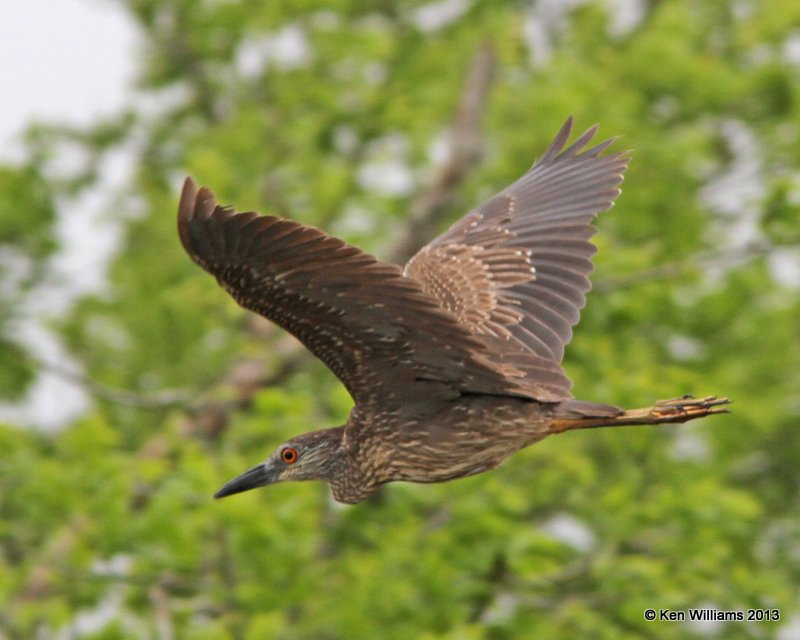 Yellow-crowned Night-heron juvenile Anahuac National Wildlife Refuge, TX, 4-16-13, Ja_28974.jpg